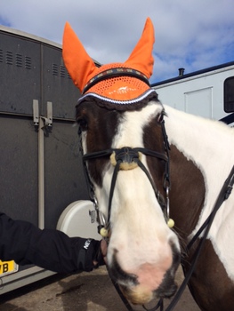 North Cumbria Area Show at Greenlands Equestrian Centre